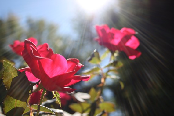 roses-wsunshine